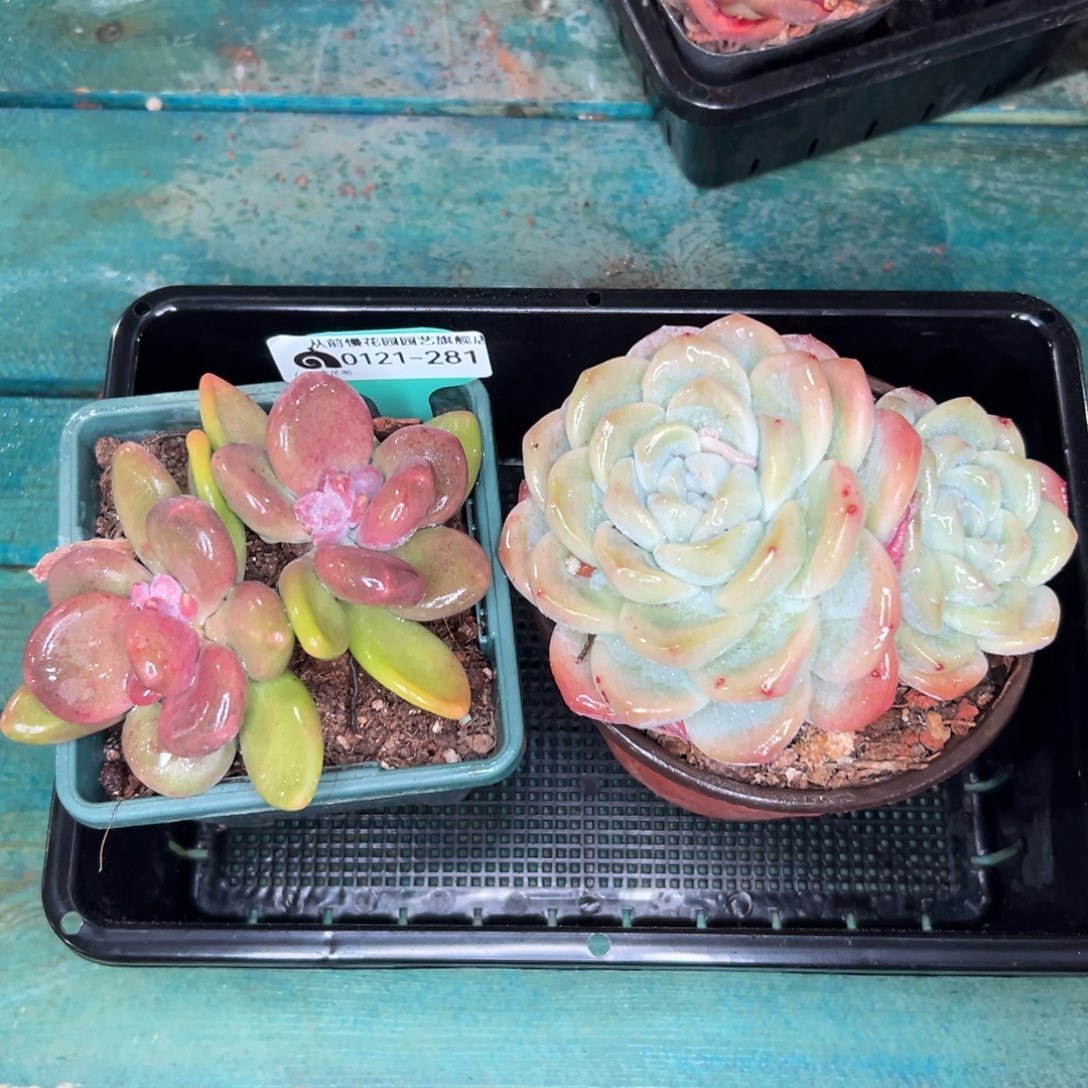 多肉精选编号0121.281