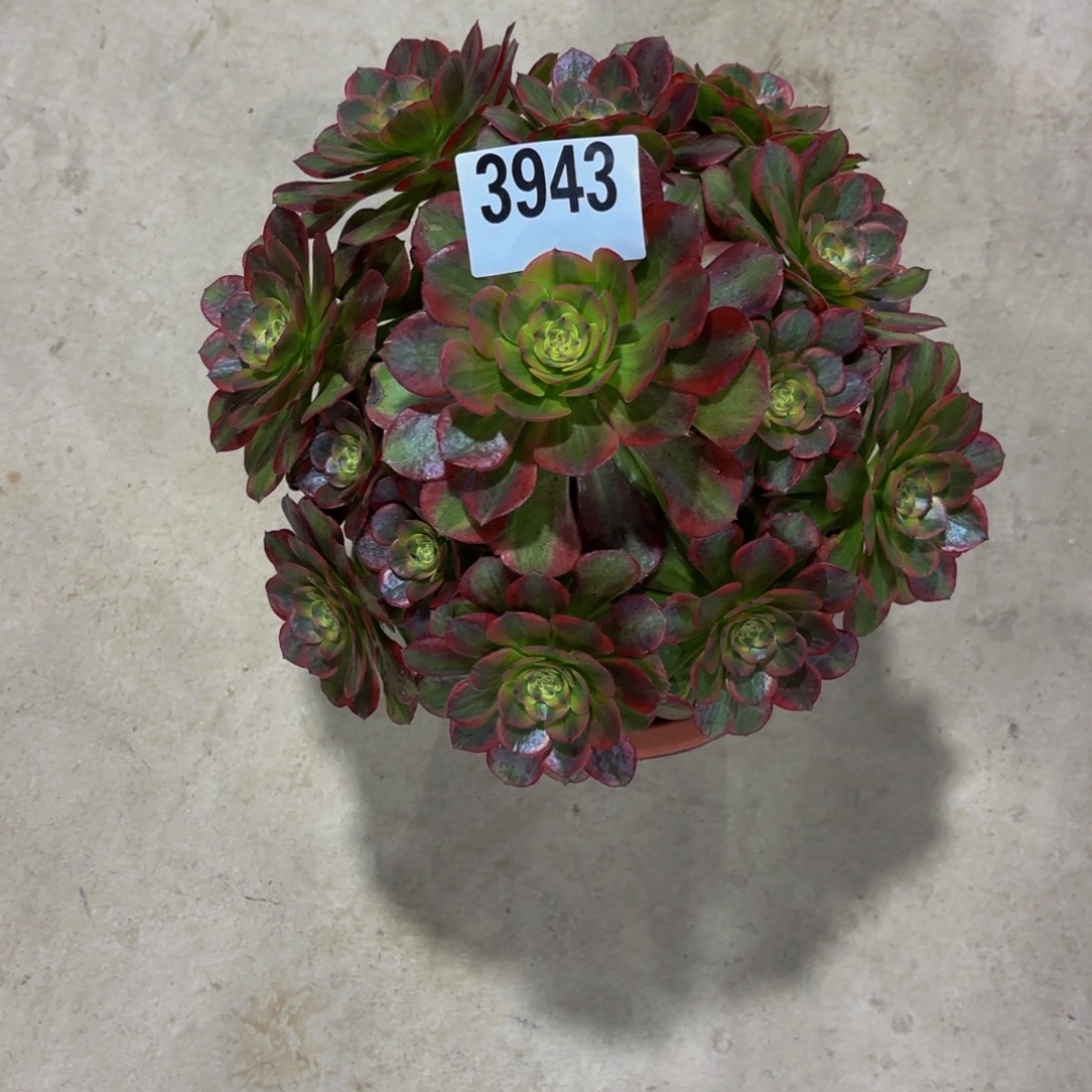 无花朵3943火狐1111111