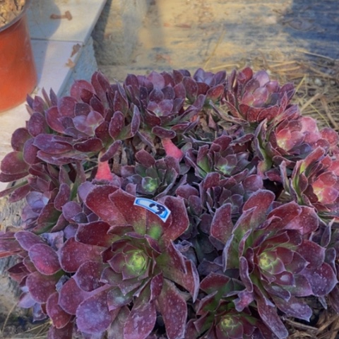 荷兰玫瑰多肉植物朵朵多肉19