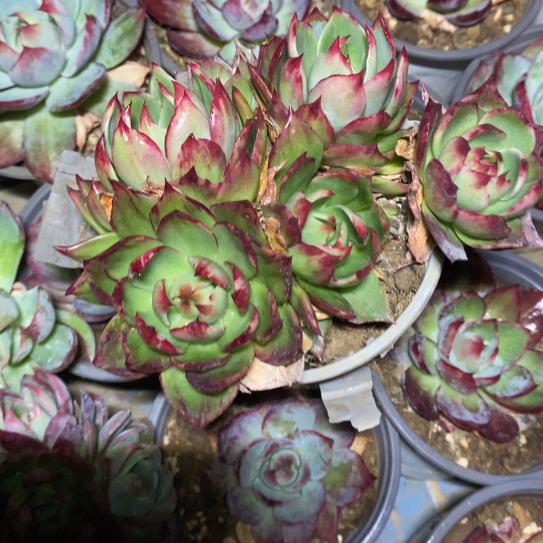 用***8           88。      