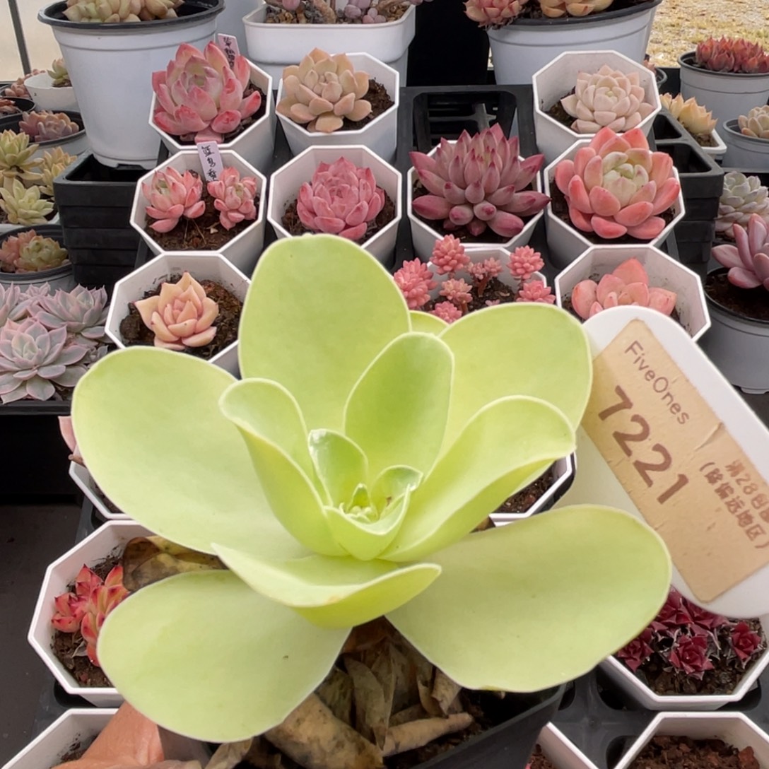 山地玫瑰7221-8.5厘米