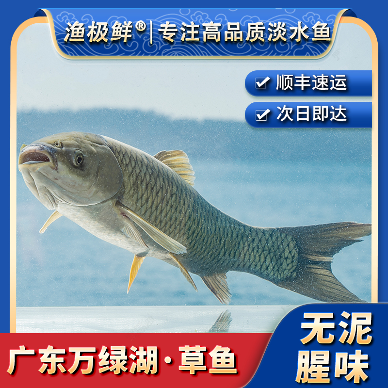 【渔极鲜】万绿湖草鲩-皖鱼草鱼清蒸刺身宴请送礼新鲜活鱼发全国