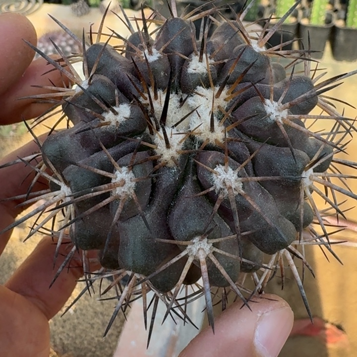 大尤黑王丸有根66666