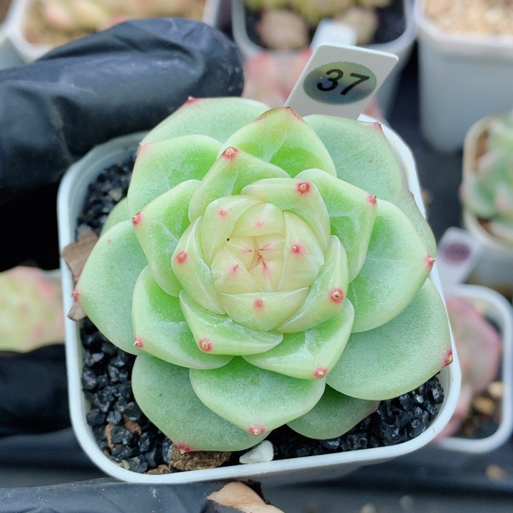 珍妮58包邮  群生不包整337