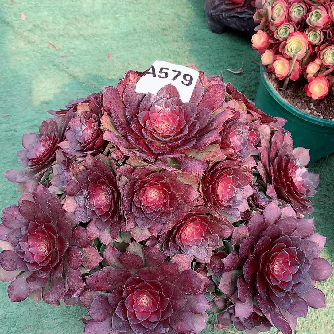 579.桃花石多肉植物