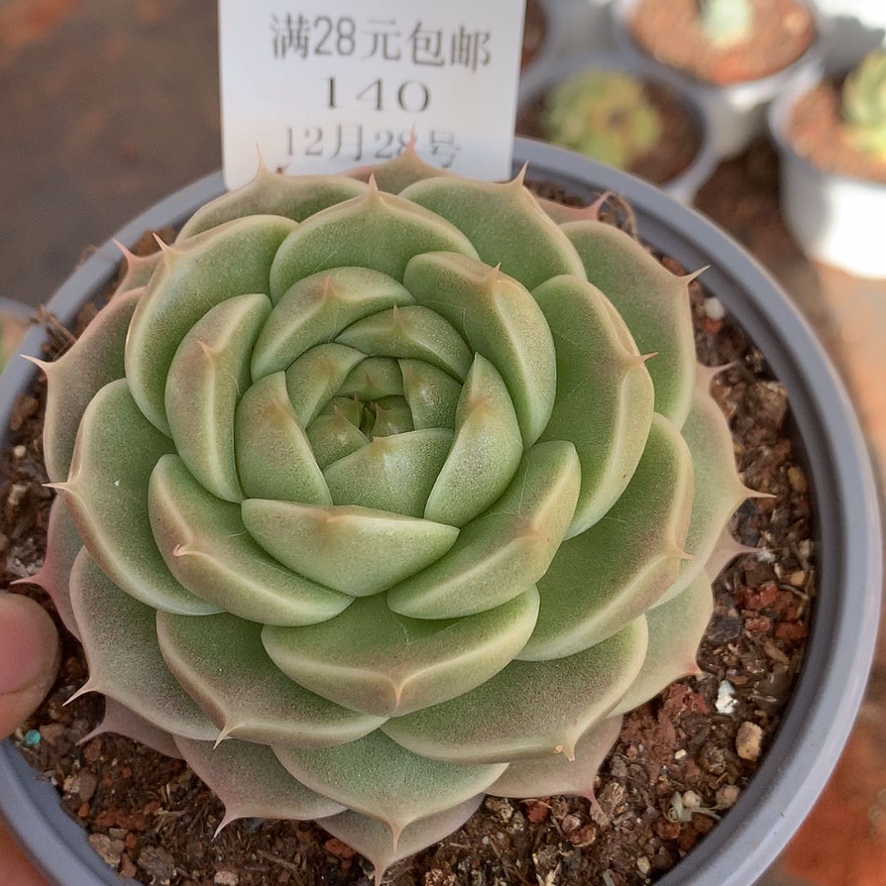 【闪购商品】云140号麦秆