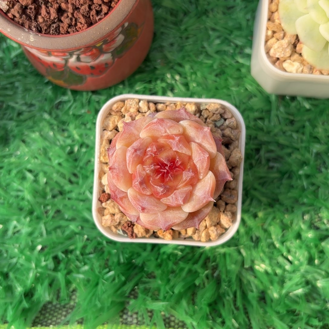 初荷个体一物一拍