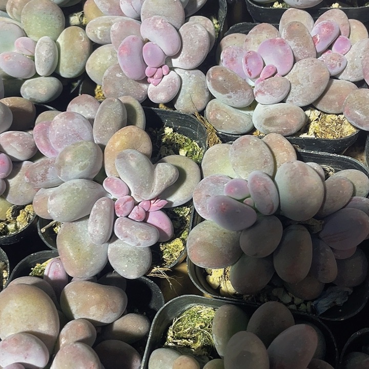 双头大桃美人2.8带盆