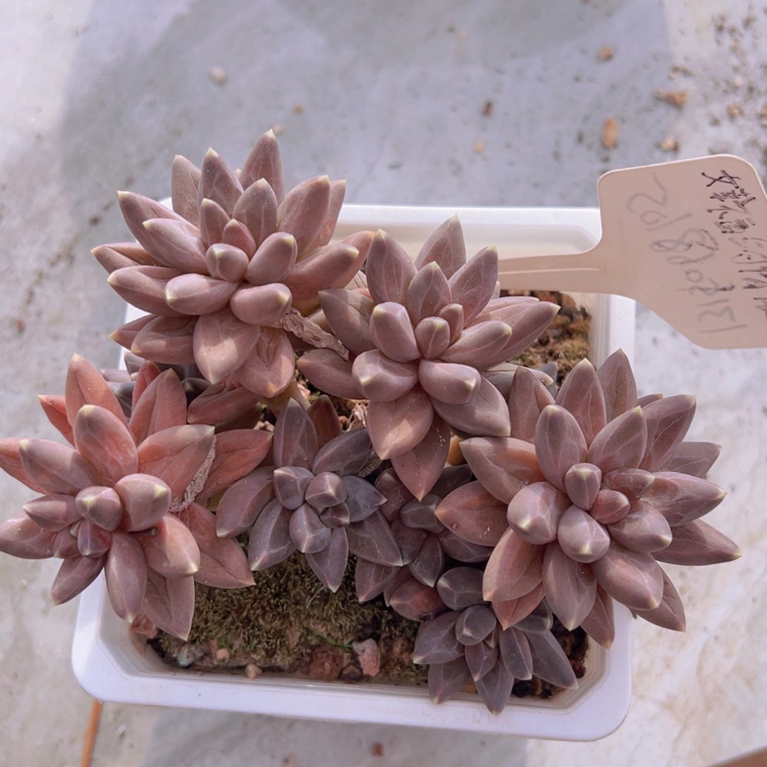 栩*香玉的故事是一个人的