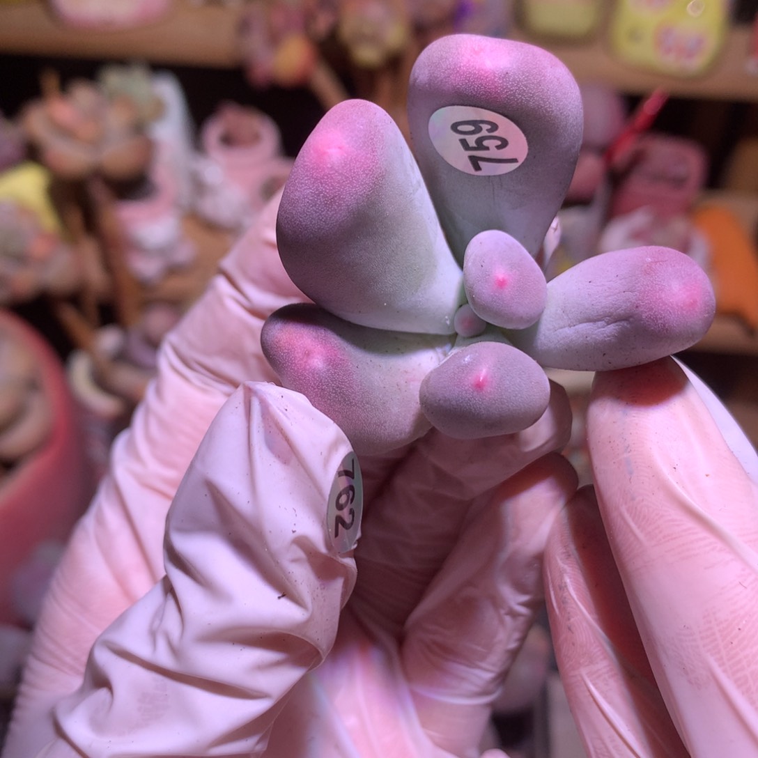 759 米可奶酪多肉砍头