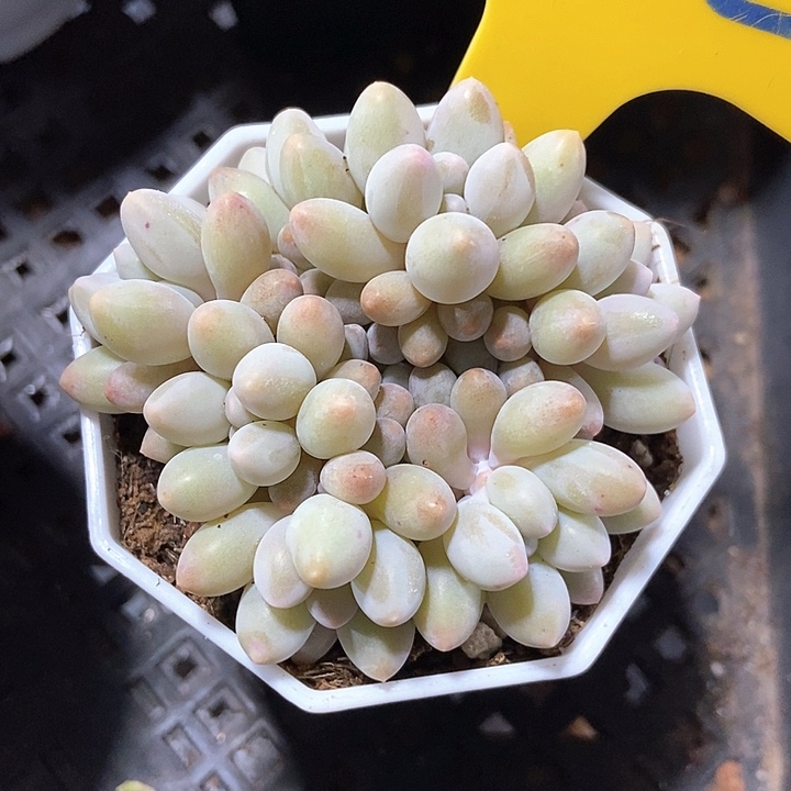 多肉植物手指642