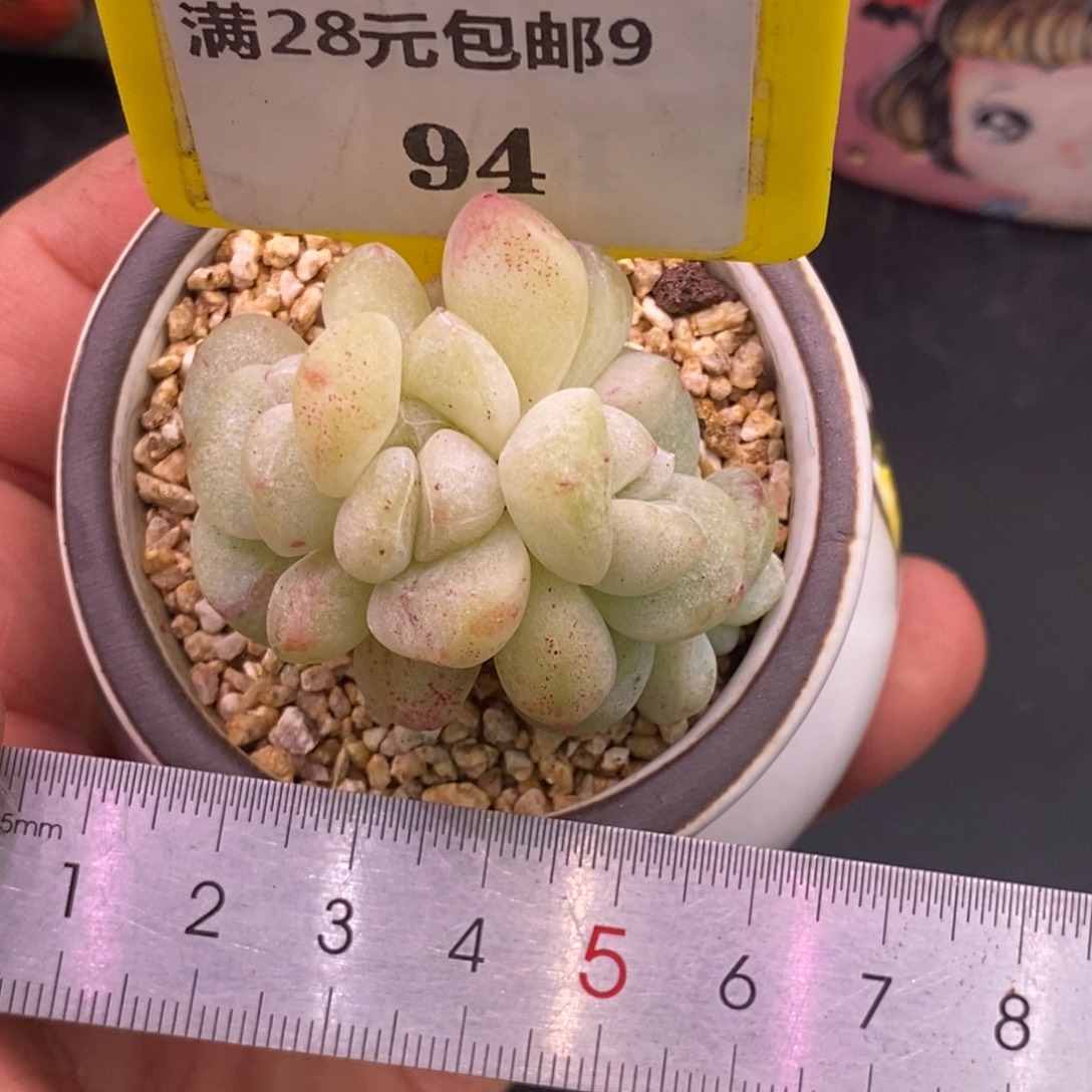 飞***鱼994冰玉石化朵朵缀……