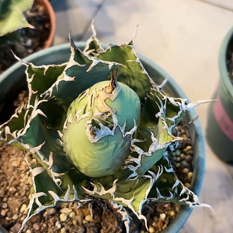 龙舌兰，狂刺蕾丝