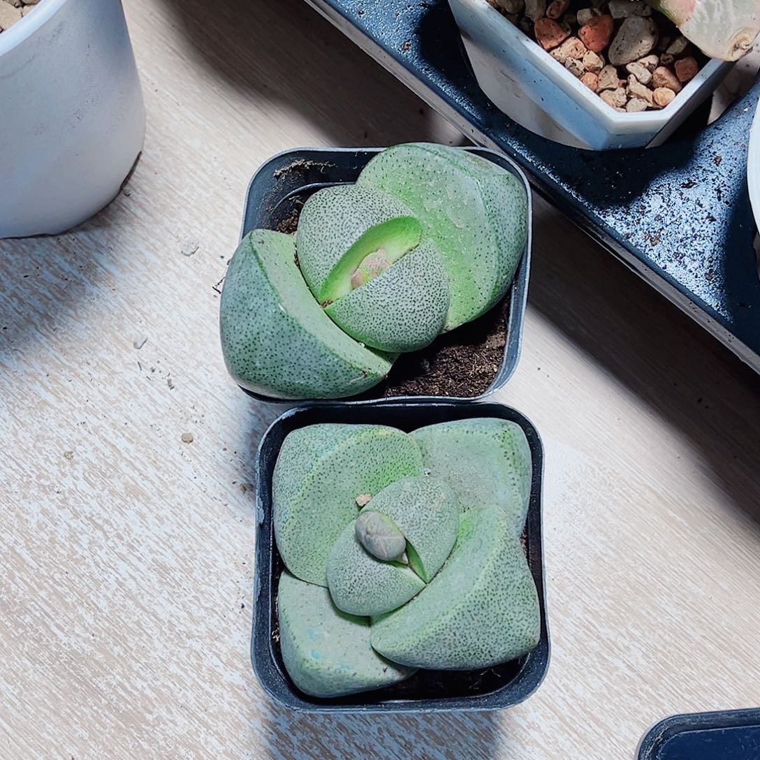 两个元宝种好发货