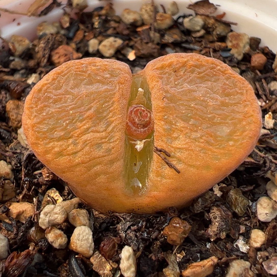 452多肉植物百科