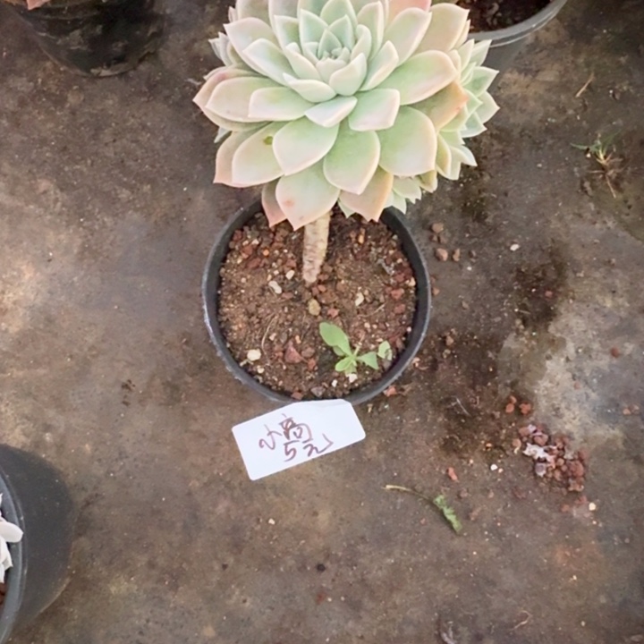 浪***线多肉植物一物一拍小高