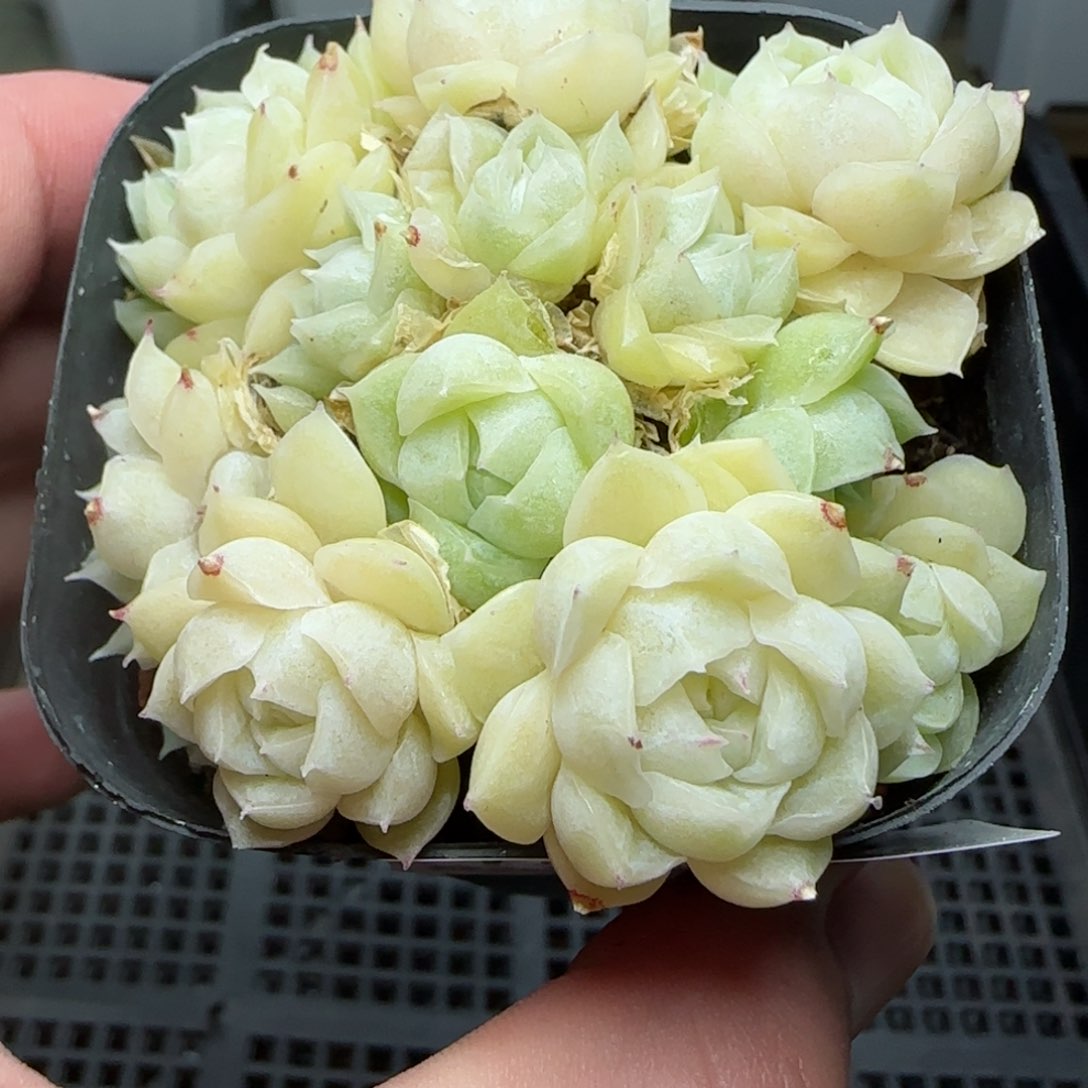 0208-152包子麦秆