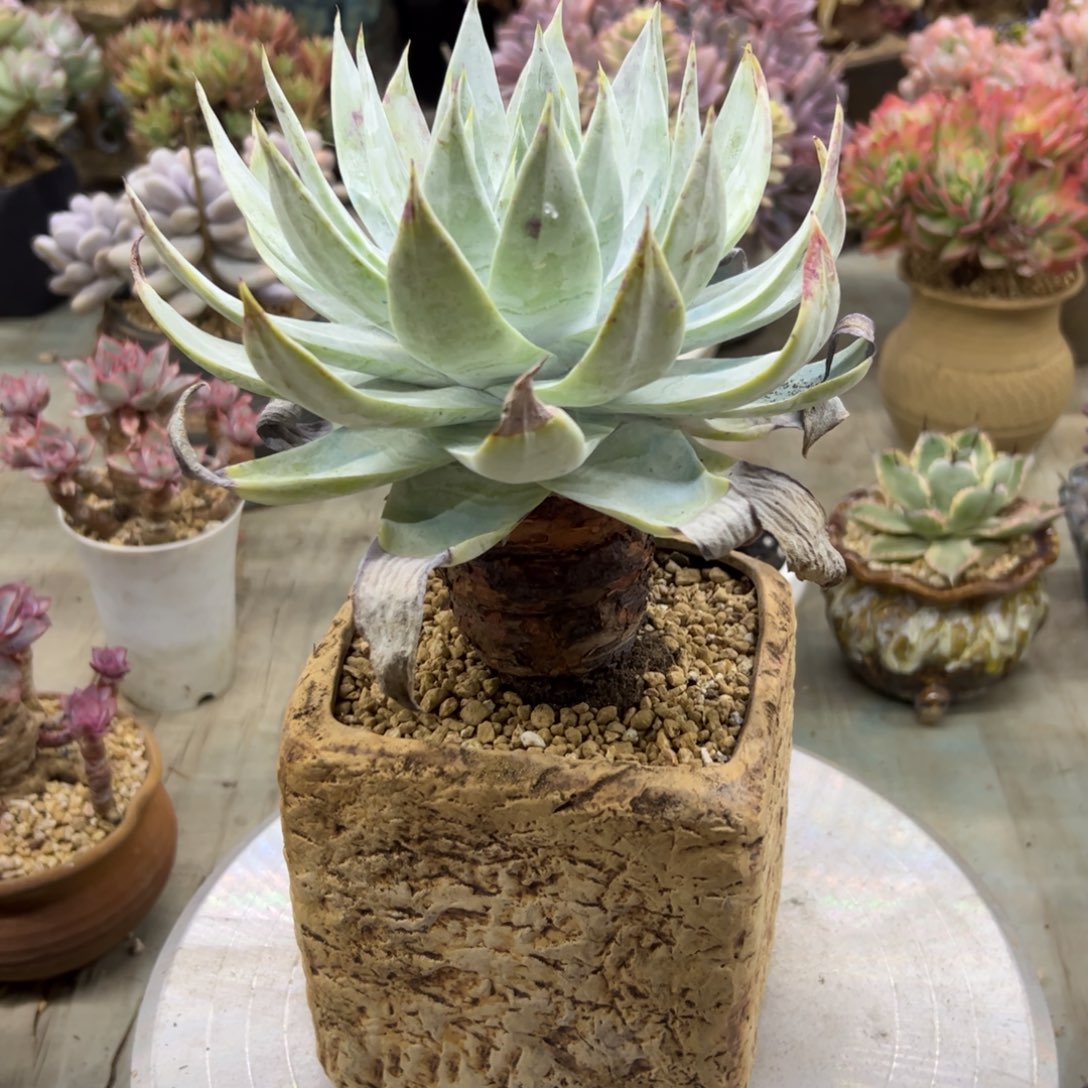 雪山28 零零多肉植物