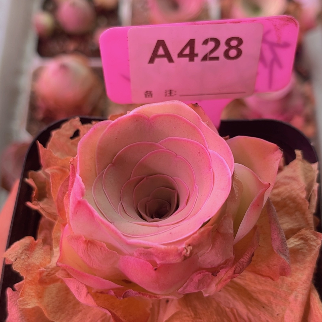 帕美玫瑰一物一拍A428