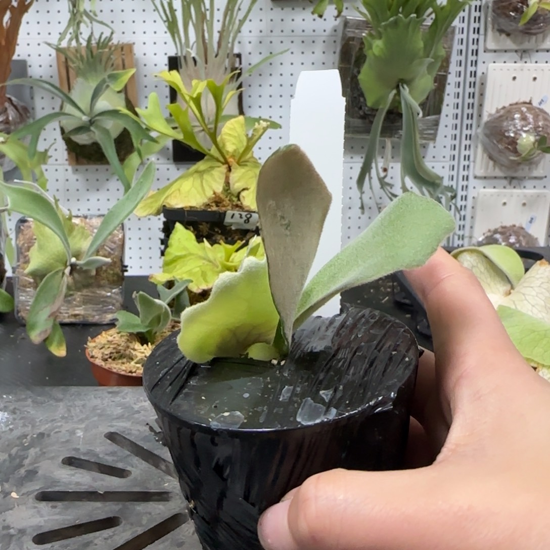 迈阿密塔苏塔鹿角蕨