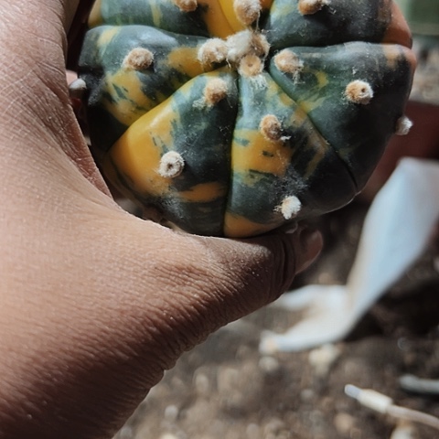 858枕木无根兜锦仙人球