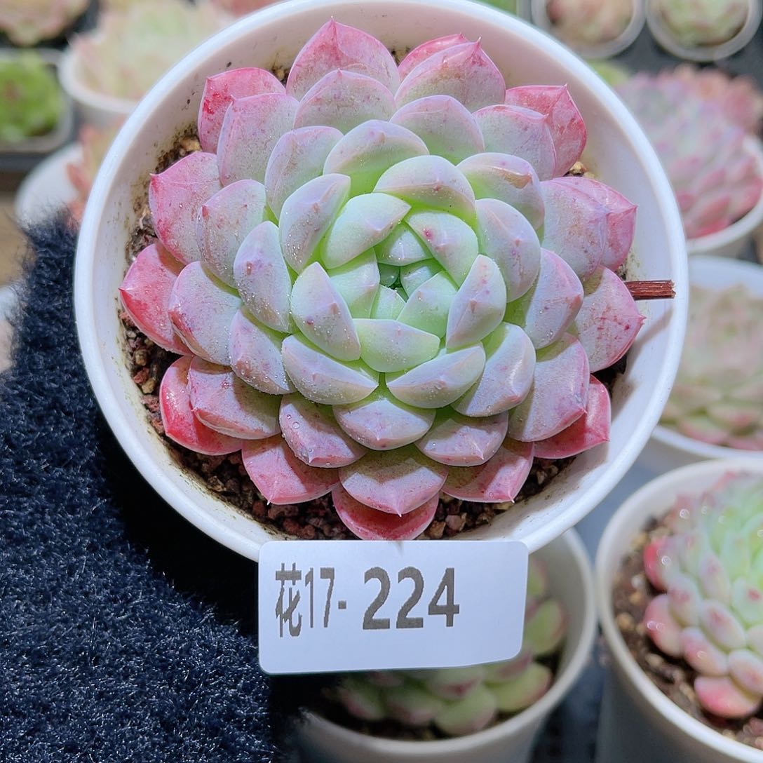 花利美17-224白桃汽水