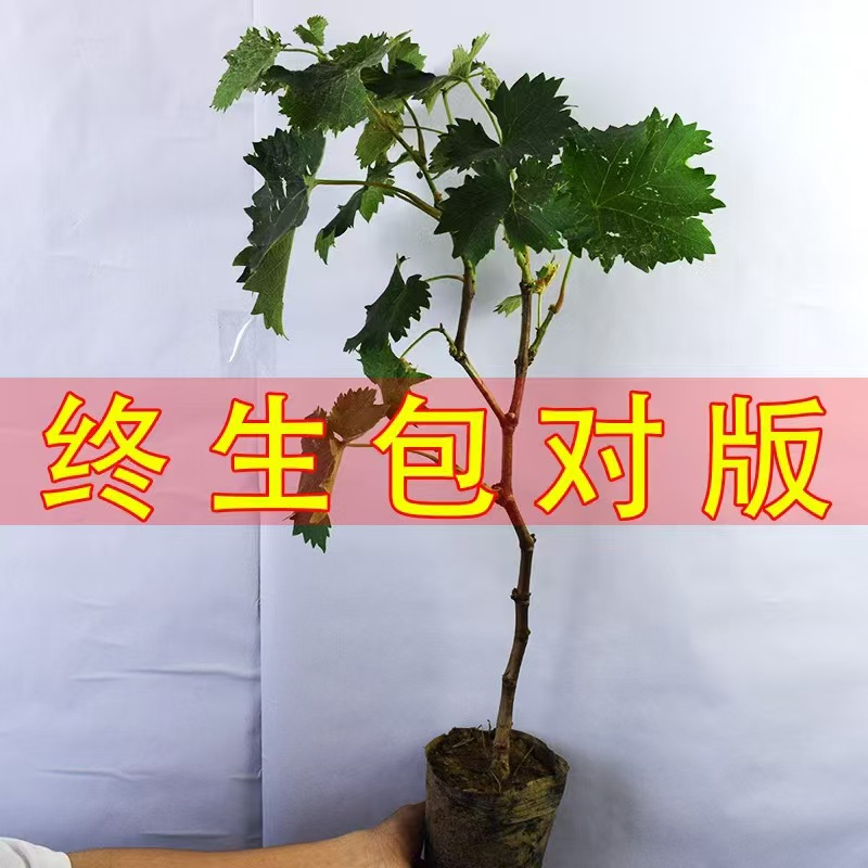 葡萄树苗蓝宝石品种带土带叶适合南北种植盆栽地栽庭院阳台种植