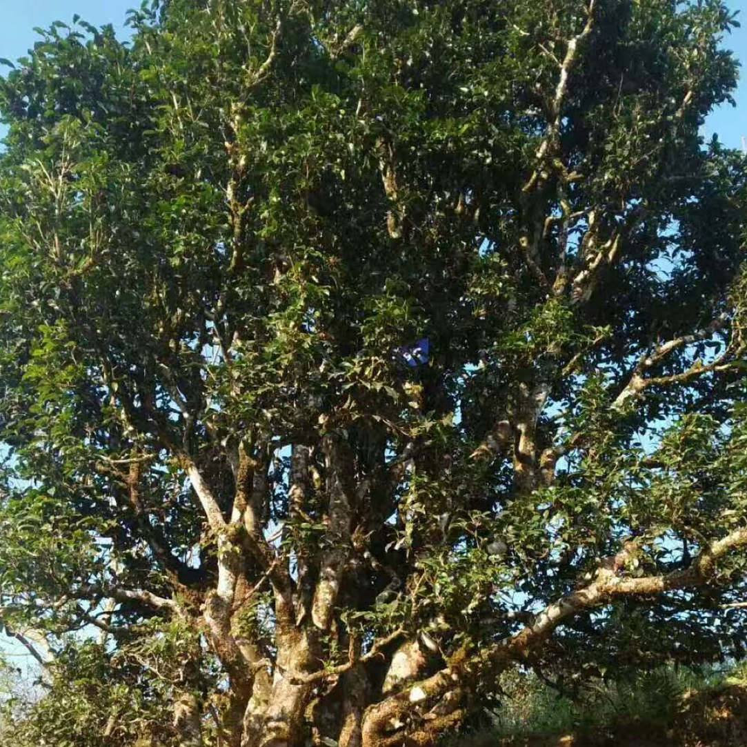 单株红茶 野生晒红100克2025年春散茶