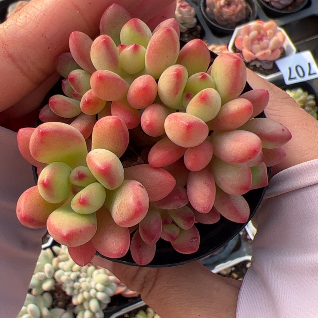 718 多肉植物组合盆栽