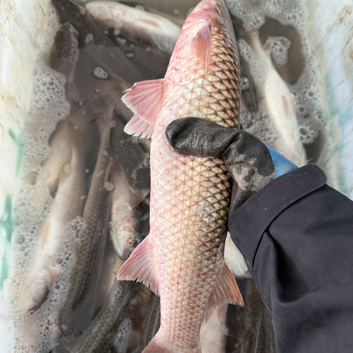 （大）渤海湾冷水两河水苇塘梭鱼 个头大小不齐3斤送2斤（2-4条）