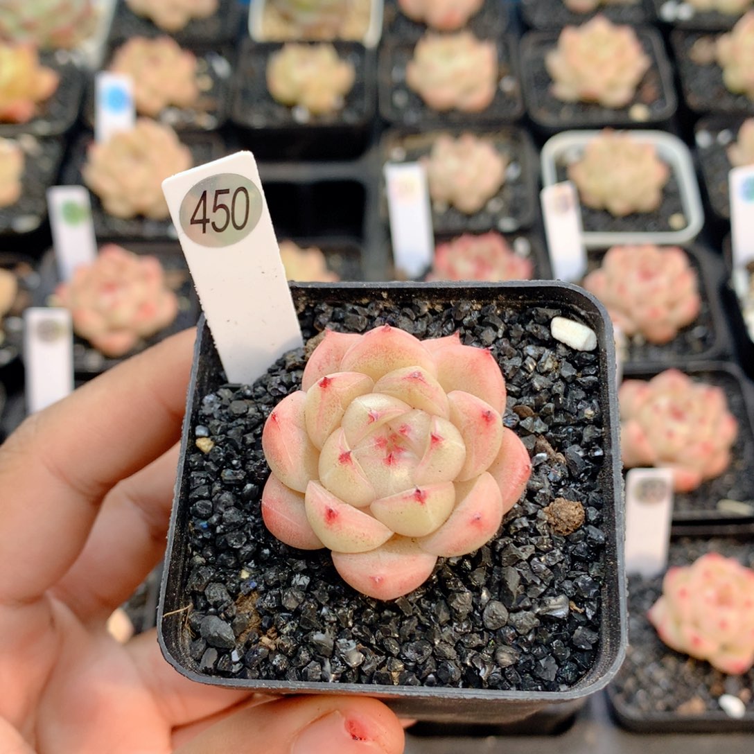 58包邮  群生不包整450