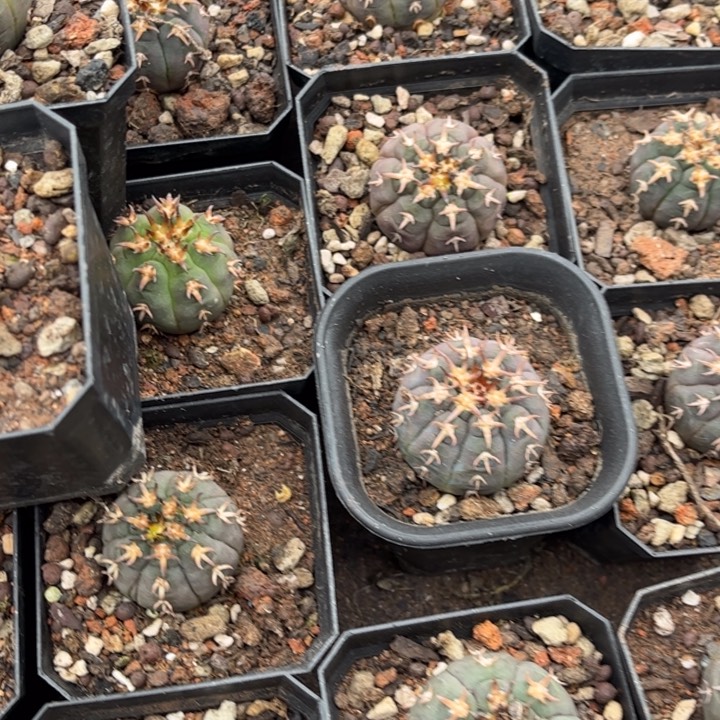 实生猫爪好养皮实好活