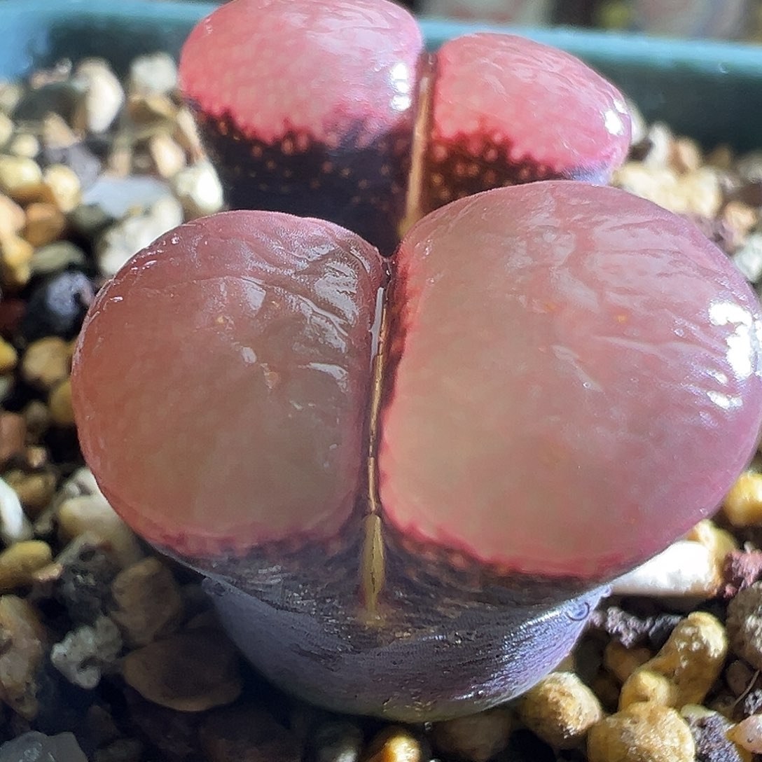 福利314#。  赤焰美人杂交