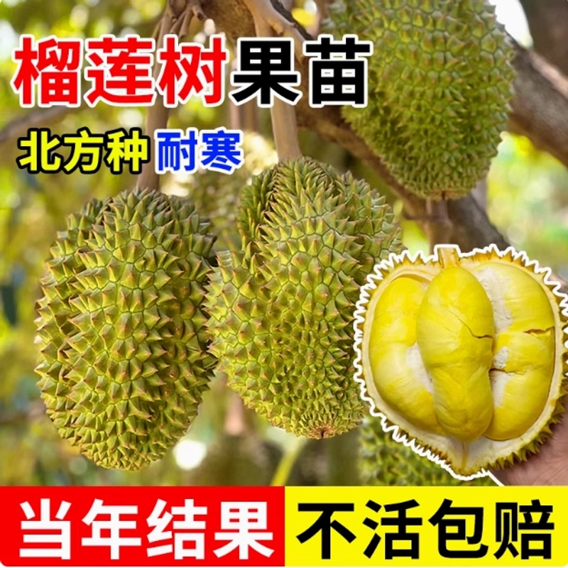 B金枕猫山王榴莲苗南北方可种矮化榴莲苗带土球盆栽地栽耐寒耐热1