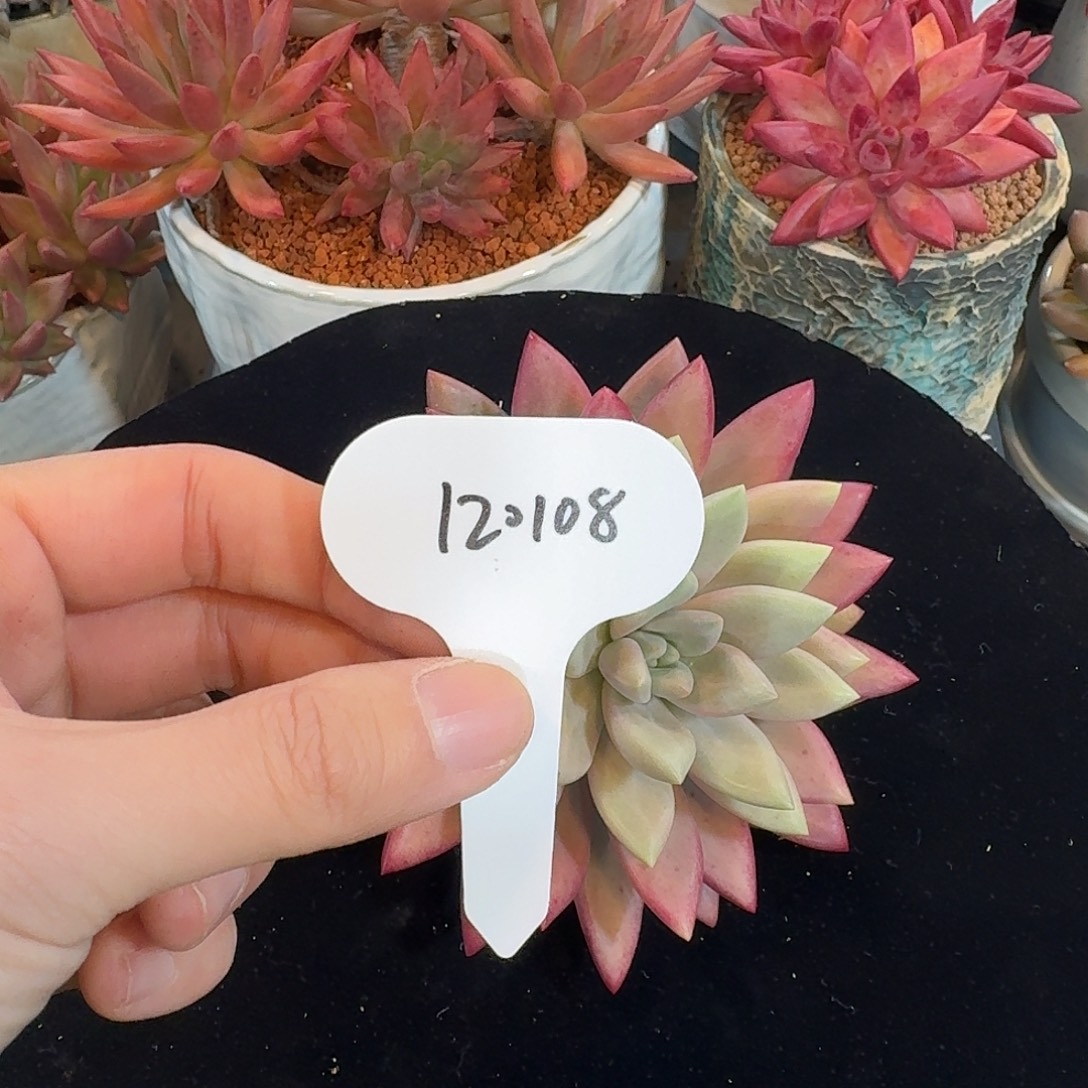 精品多肉植物120108