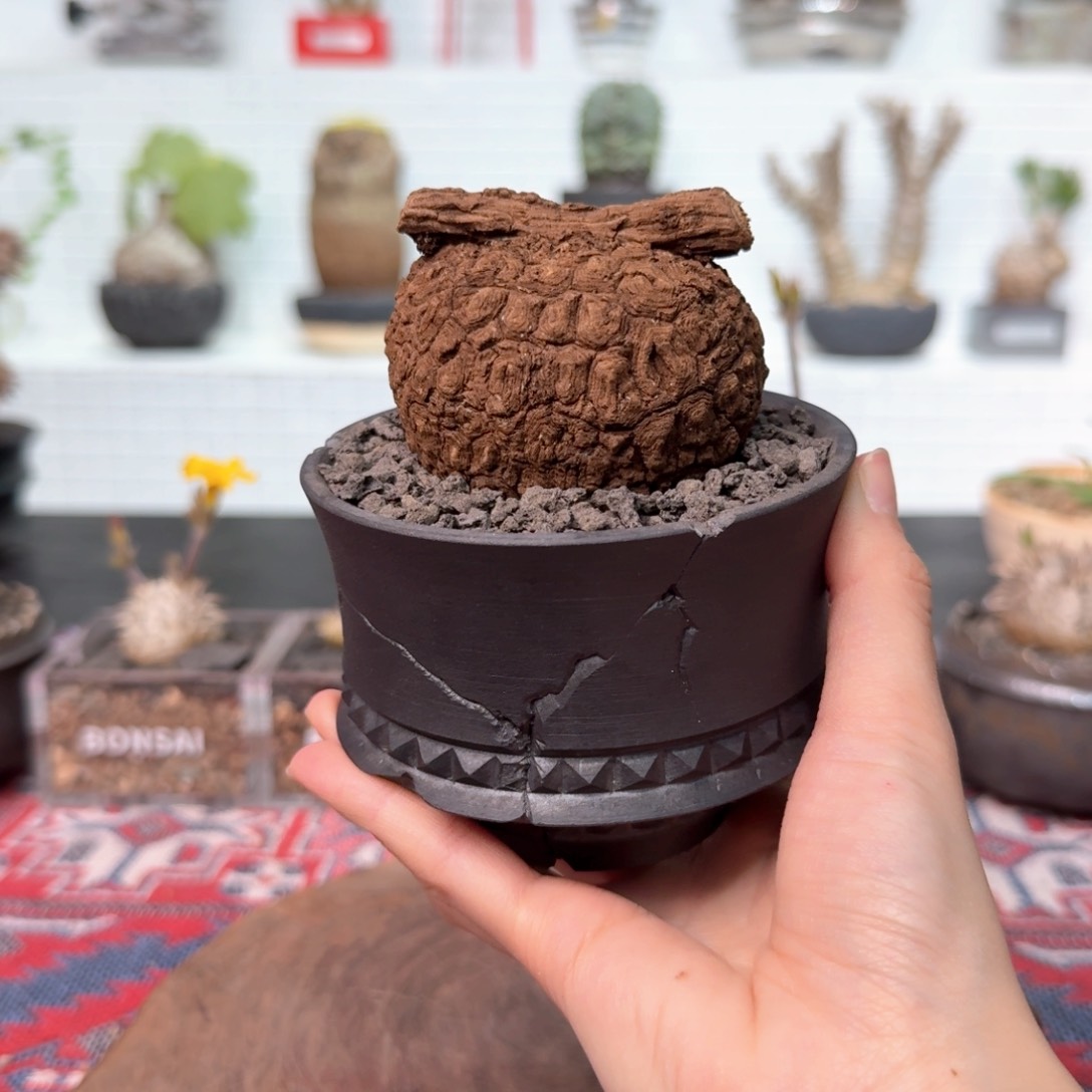 恶魔果实龙甲龟 一物一拍04