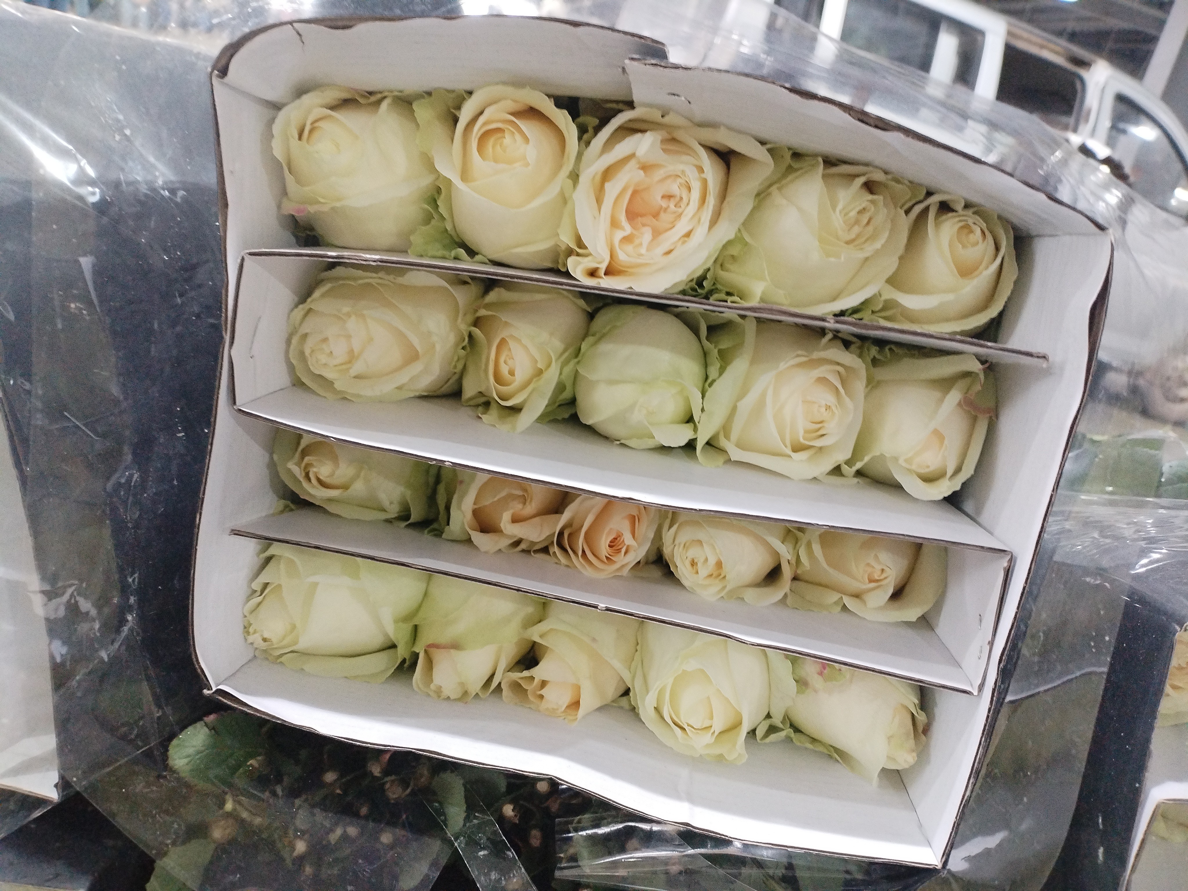 短腿橙芭比，短腿香槟，自由腿长50分