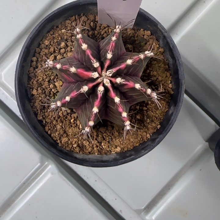 35-0210实生脱土发多肉