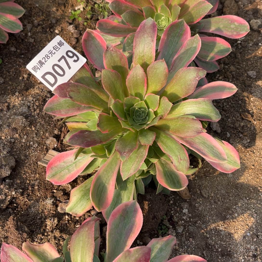 鸟**香079多肉植物女妖