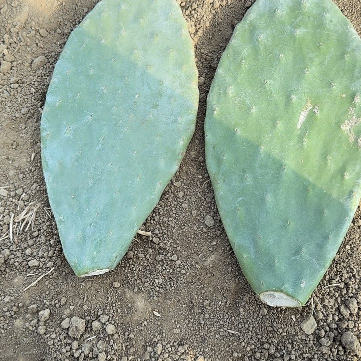 完全开放云钻两片单片