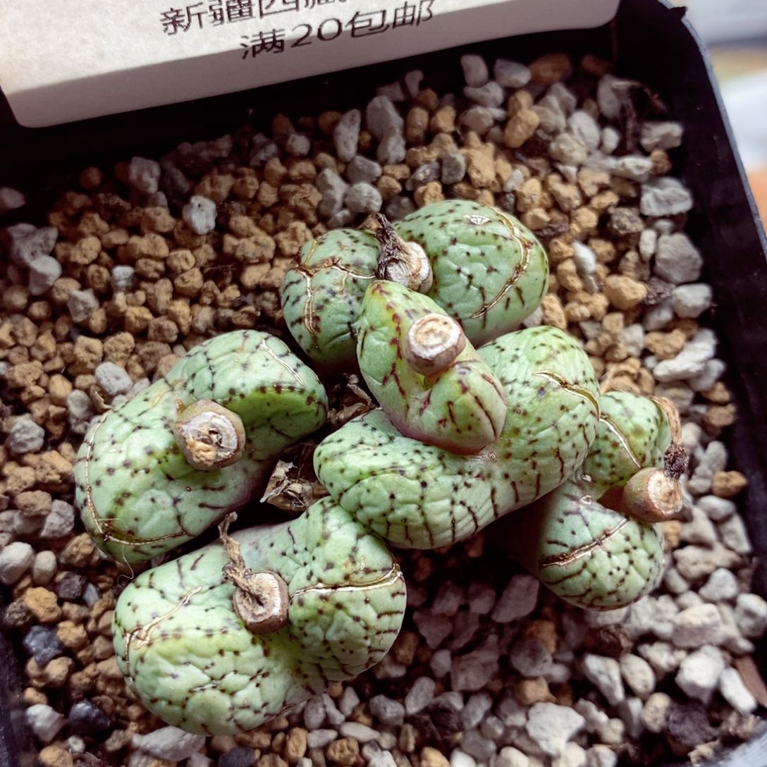 我是一只小小鸟地域鬼的424