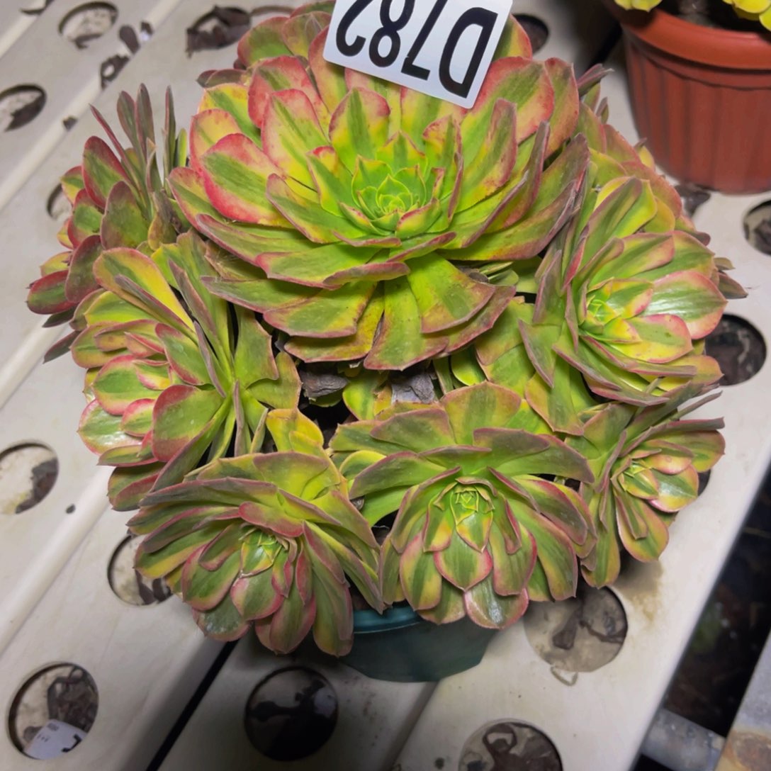 雨荷法师7///////5包邮