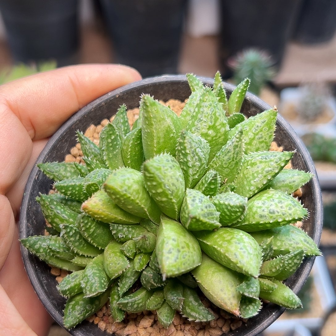 泡泡尤硬叶母本群一颗