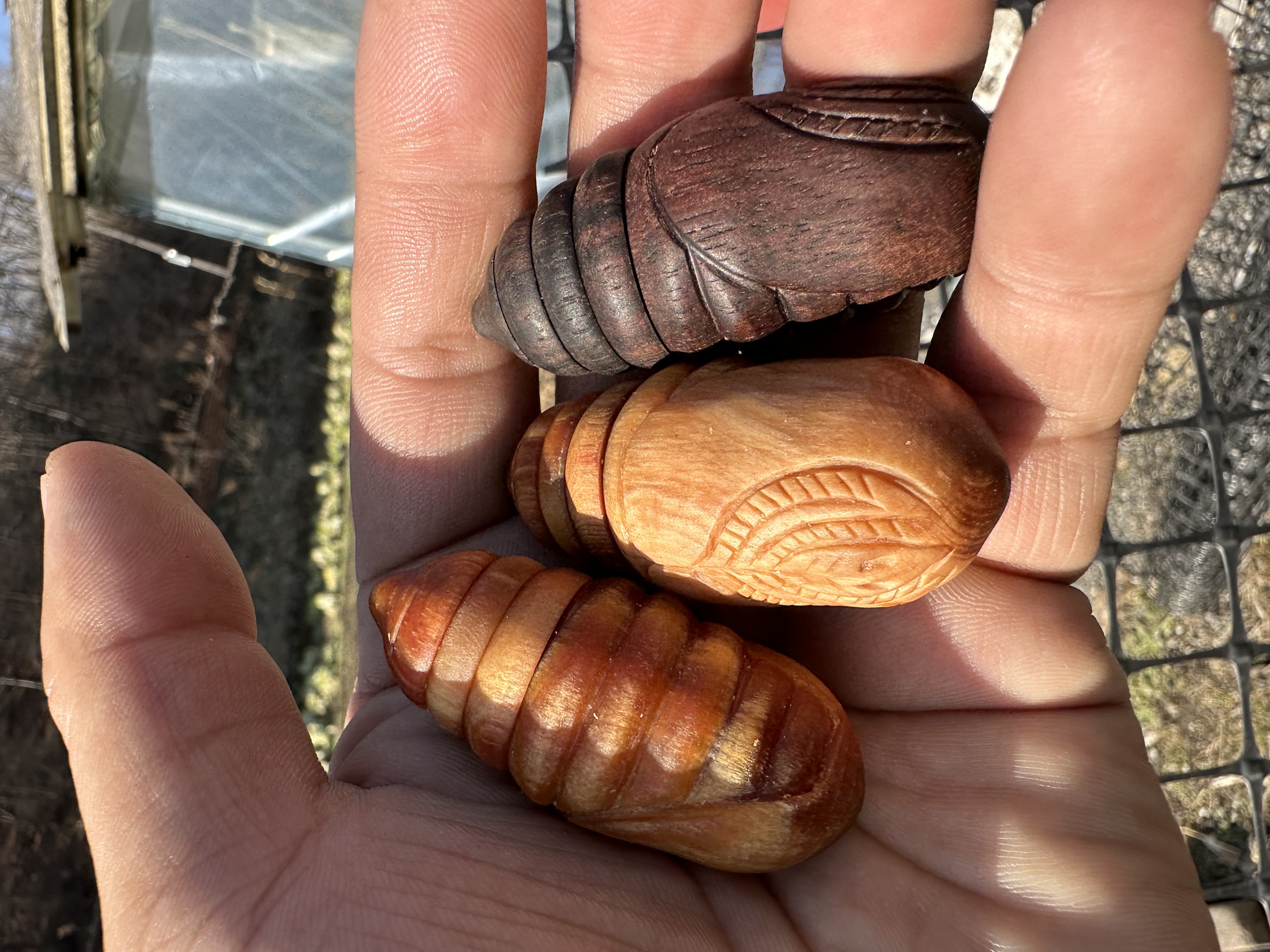 长白山，雷击木，把件蚕蛹