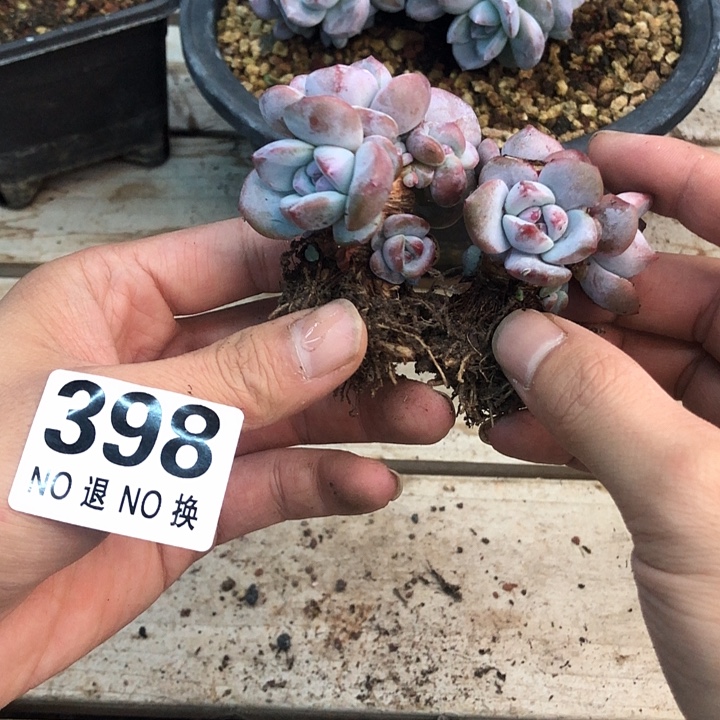星影石榴籽福利出咯 398