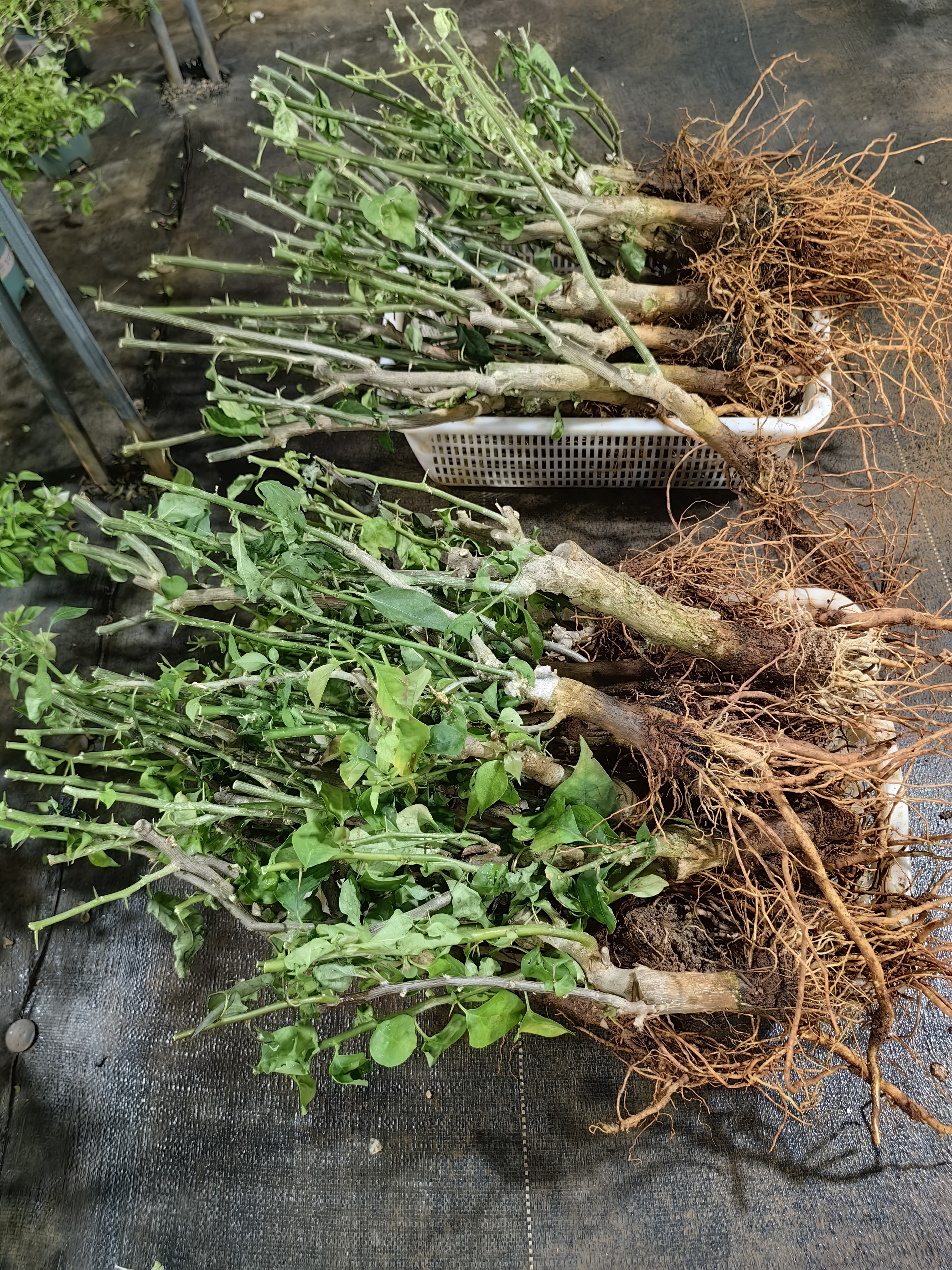 盲盒三角梅裸根，原生苗嫁接苗混搭（会落花落叶落光杆，介意勿拍）