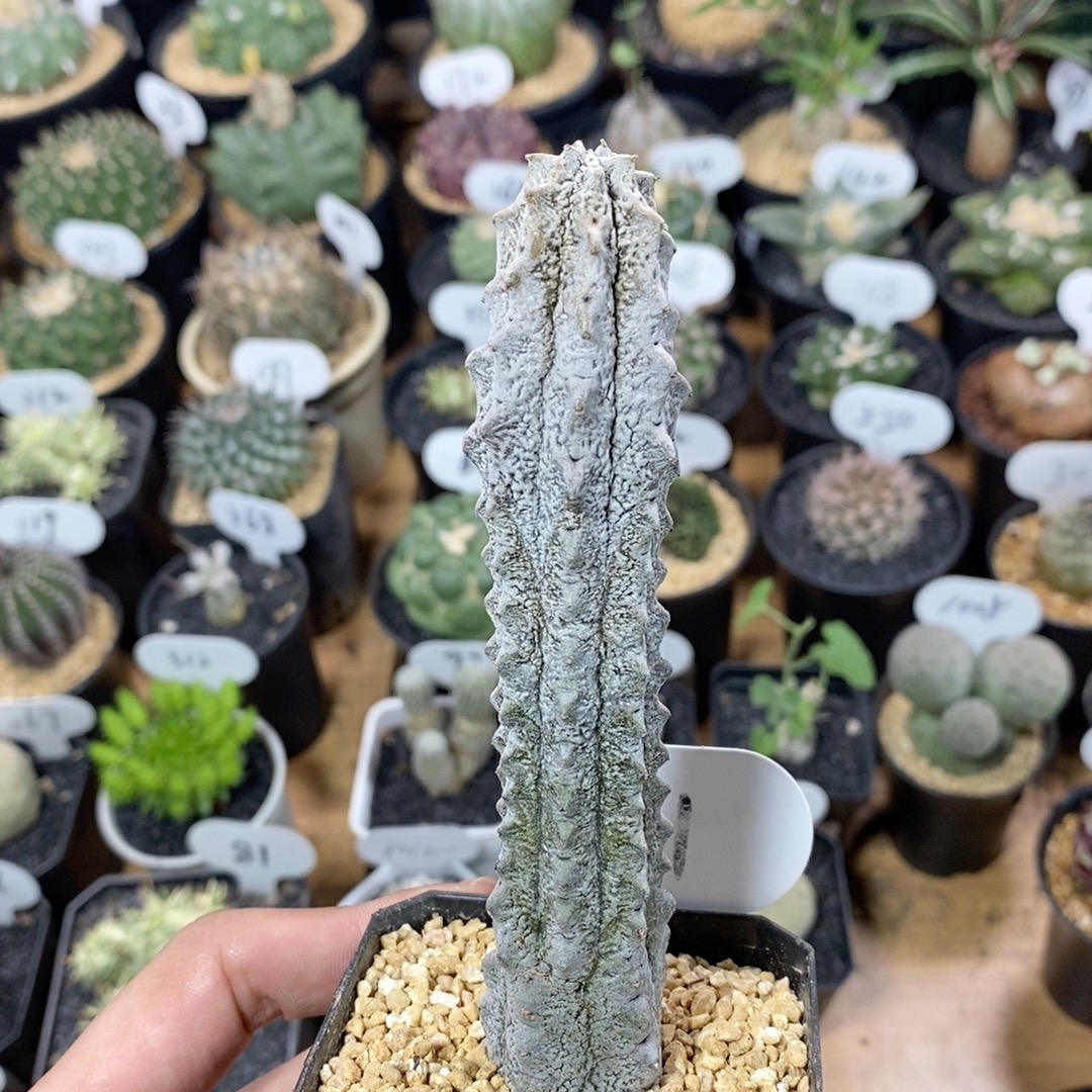 311号水泥柱高度13cm