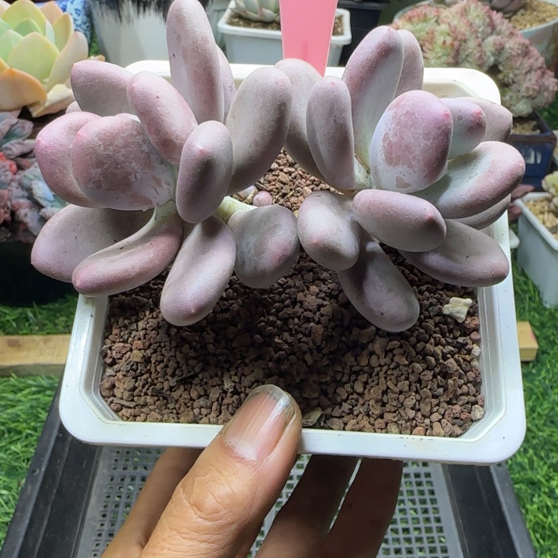 锦安精品多肉植物215