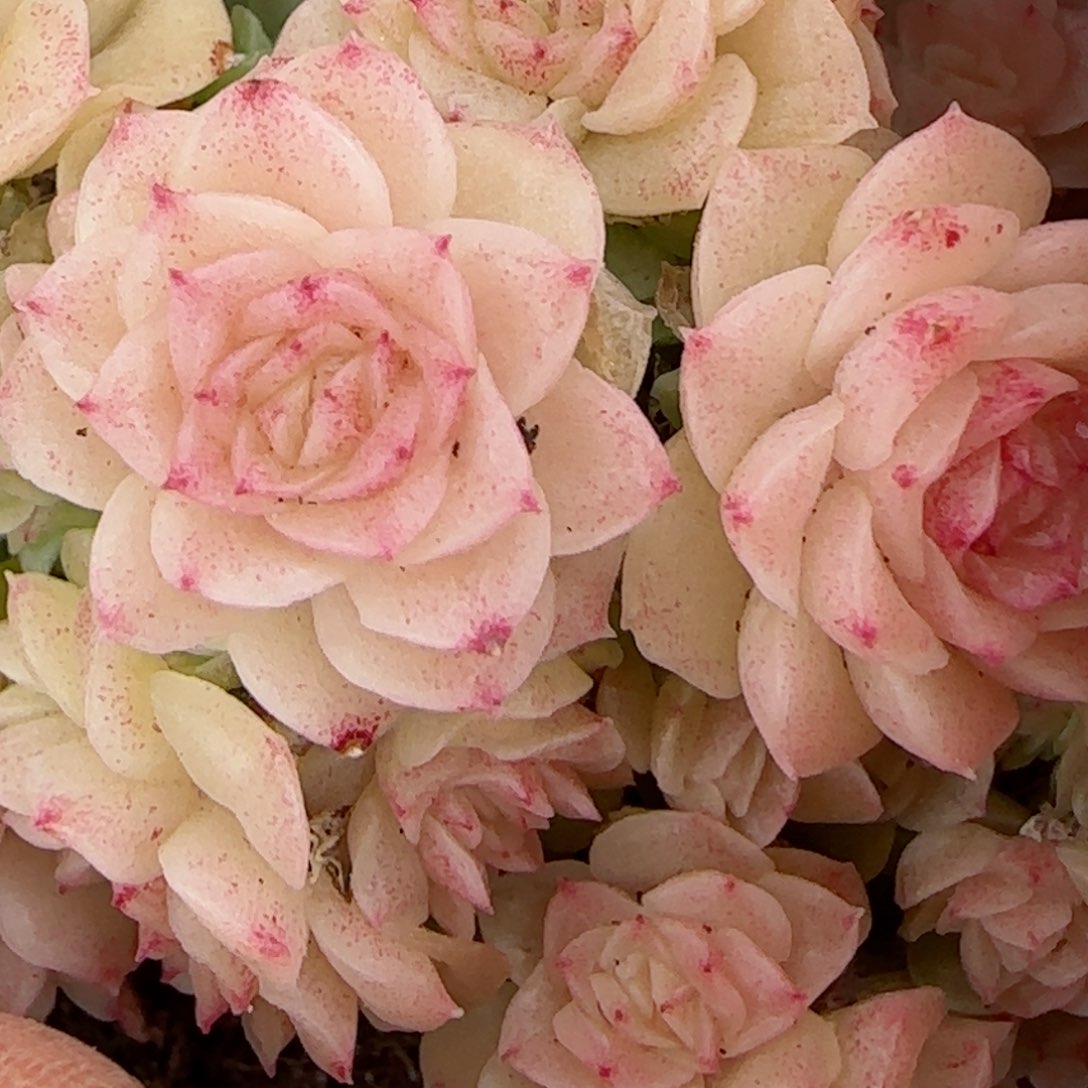 S***N【闪购商品】0307-137优选麦杆