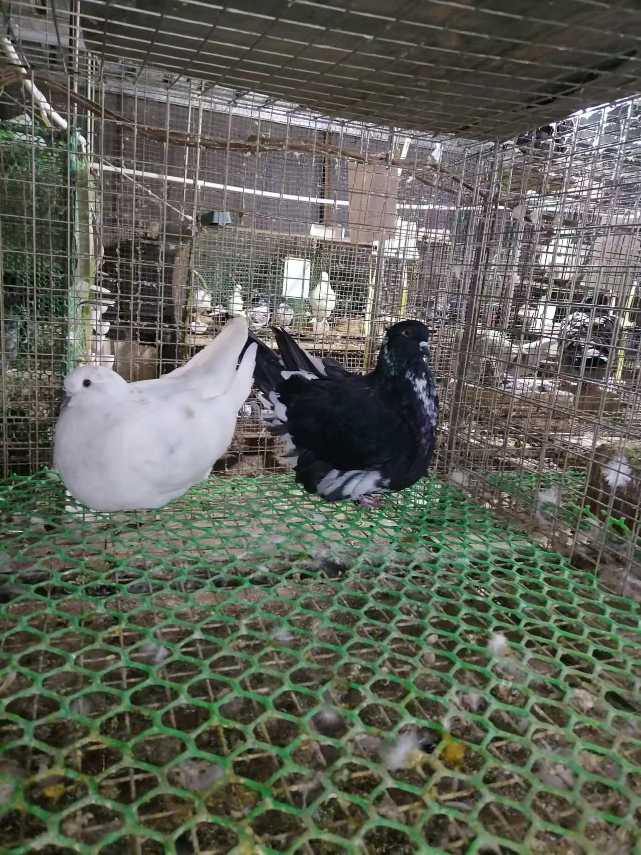 元宝鸽大体观赏鸽纯种种鸽活体宠物鸽子摩登鸽